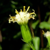 Kleinia walkeri (Wight) M.R.Almeida